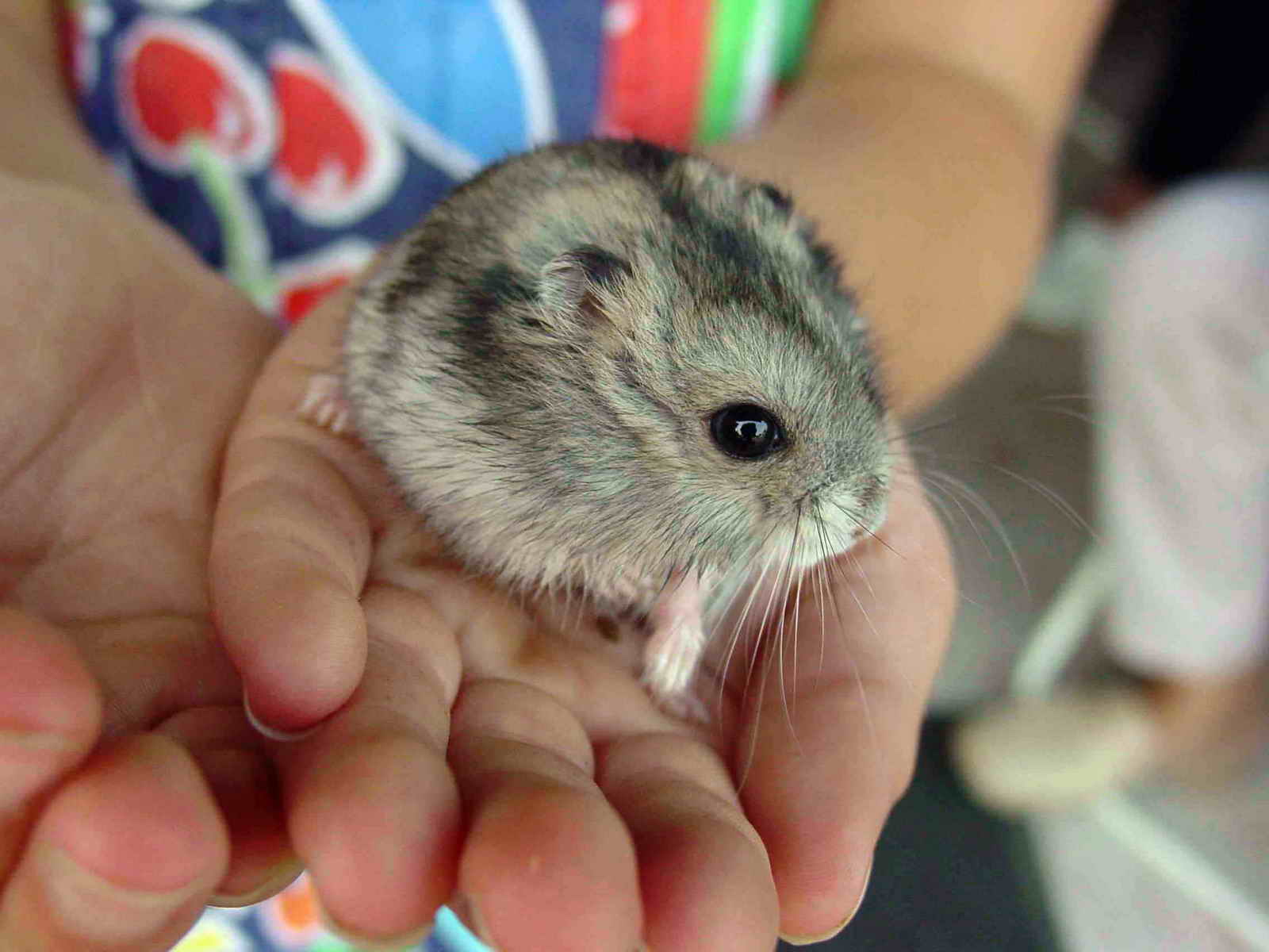 Mutuelle nouveaux animaux de compagnie