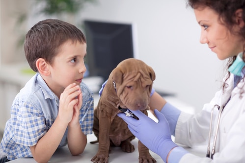 chien chez le vétérinaire