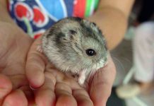 hamster