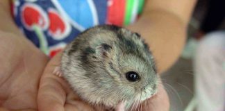 hamster