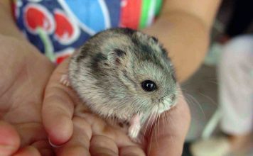 hamster