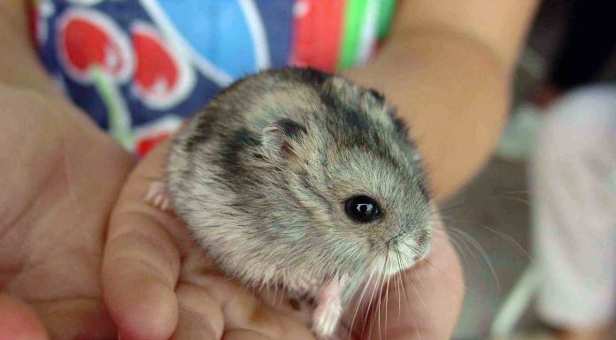 hamster