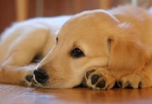 labrador sable