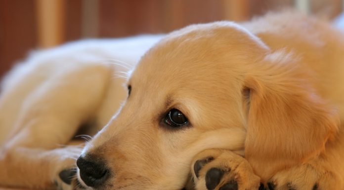 labrador sable